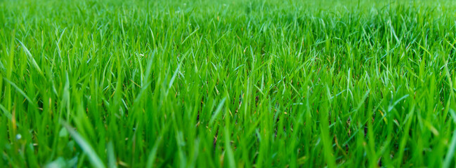 Lawn grass close-up in the yard. Selective focus.
