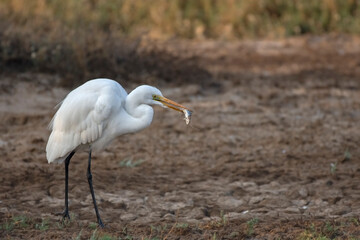 Great Egret Bird with Fish Kill Beside a Water Body in Natural Wetland Habitat