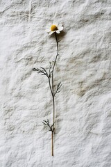 Wild chamomile plant pressed flat with handwritten herbarium label, clean white sheet background