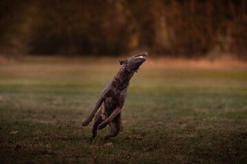 Beautiful Chesapeake Bay Retriever dog breed