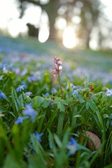 Purple wildflower in sunlit field.