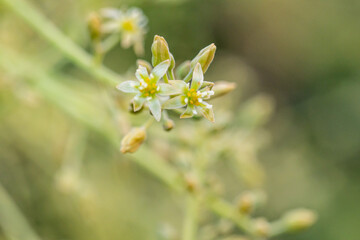Persea americana pertenece a la familia Lauraceae.
