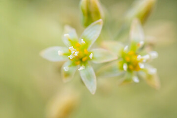 Persea americana pertenece a la familia Lauraceae.