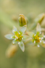 Persea americana pertenece a la familia Lauraceae.