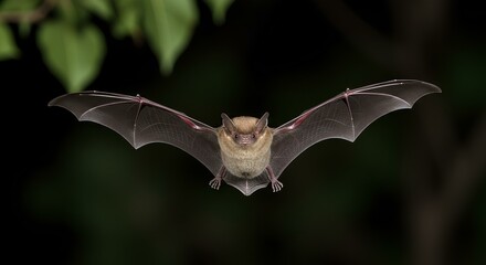 Wings of the Night: Bat on the Hunt