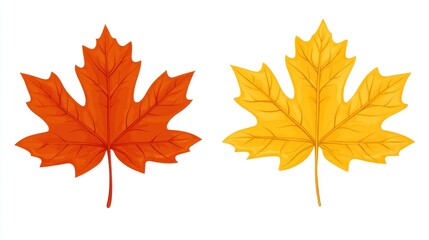 Autumn maple leaves, illustration, colorful, isolated, natural, autumnal, fall, graphic design