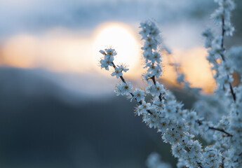 Closeup at blooming plum tree flowers during sunrise