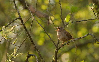Singing wren bird