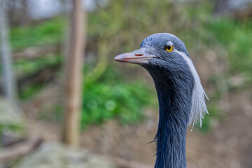 Crane bird head close-up looking cautious