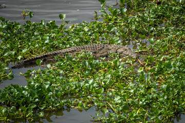 A juvenile crocodile resting among some water plants in a river