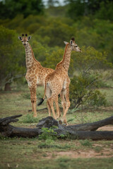 Two young giraffe standing next to each other in the bush