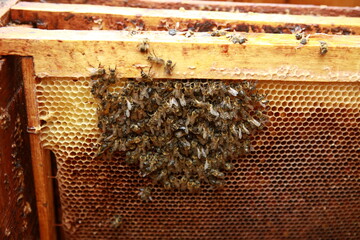 mass death of bees in a hive