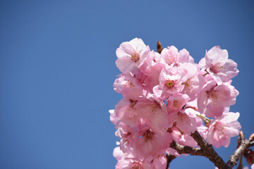 河津桜