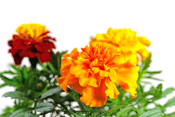 Blühende Tagetes vor weißem Hintergrund