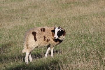 Jacob Sheep walks through the lush field
