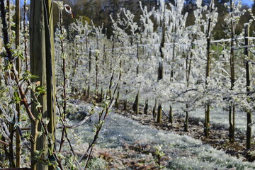  gardens in spring. Life-saving water in case of frost