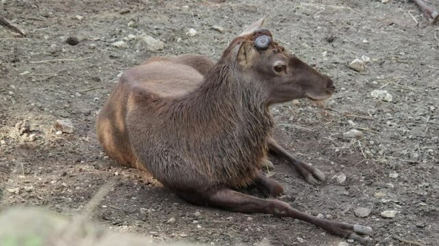 cerf avec les bois coup&eacute;s