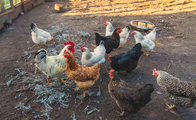 Chickens and a rooster in a henhouse. Selective focus.
