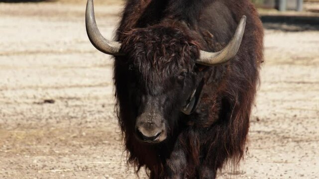 portrait d'un yack, en gros plan