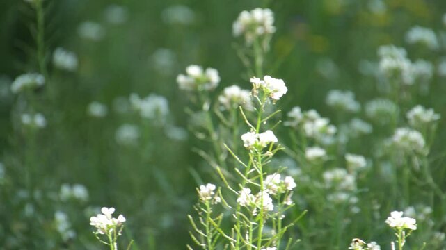petites fleurs blanches, en gros plan