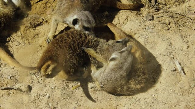 groupe de suricates jouant dans le sable