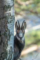 Portrait of alpine chamois or wild mountain goat, partially hidden by the trunk of a birch tree against blurred forest background. Species: Rupicapra rupicapra, Location: Alps Mountains. 