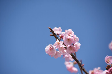 河津桜