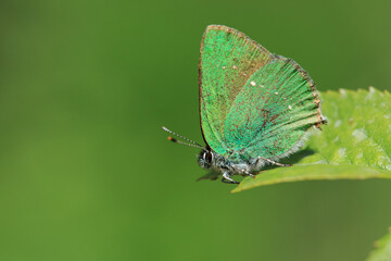 Close-up of a green emerald butterfly.