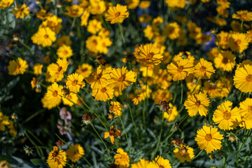Top view of beautiful yellow daisies and green leaves. Flowers and leaves sway in the wind. The evening sun illuminates the flowers.