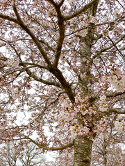 Tall Cherry blossom tree loaded with pink flowers in spring