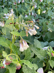 Cluster of Symphytum Grandiflora 'Wisley blue' or Comfrey plant herbal, medicinal. borage family, Boraginaceae, growing in ground