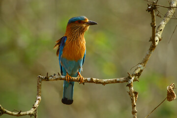 Naklejka premium The indian roller (Coracias benghalensis) bird lives in various ecosystems, prefers warm and sunny plains. They mostly feed on insects such as grasshoppers, praying mantis, crickets, moths, and cicada