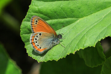 Macro footage of yellow butterfly collecting nectar from flowers with its long proboscis.