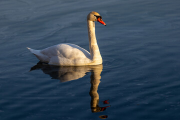 A graceful swan preens its feathers on calm, dark blue water. Its elegant white body reflects beautifully on the surface, illuminated by soft, golden sunlight.