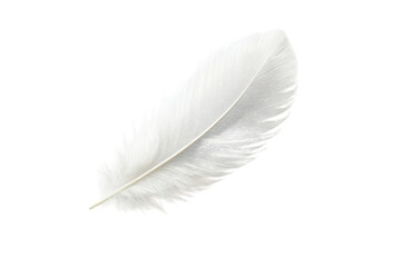 Obraz premium Delicate white feather against a soft grey background showcasing intricate detail and subtle texture