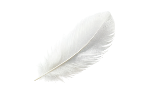 Delicate white feather against a soft grey background showcasing intricate detail and subtle texture