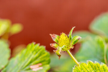 Fragaria × ananassa pertenece a la familia Rosaceae.