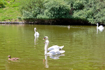 Swans and duck swimming on green pond in summer park