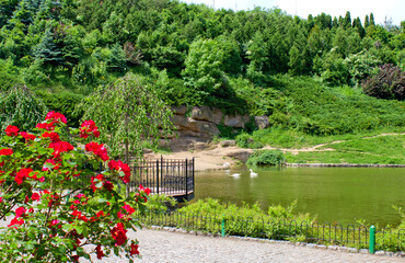 Romantic pond with swans and blooming red roses in summer park