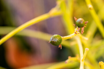 Persea americana pertenece a la familia Lauraceae.