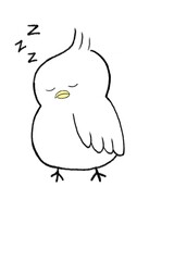 tupippi (つぴっぴ)