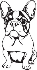French bulldog. Hand drawn vector illustration	
