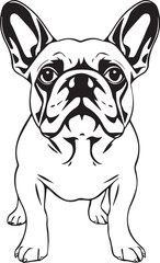 French bulldog. Hand drawn vector illustration	