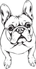 French bulldog. Hand drawn vector illustration	
