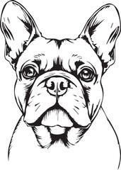 French bulldog. Hand drawn vector illustration	