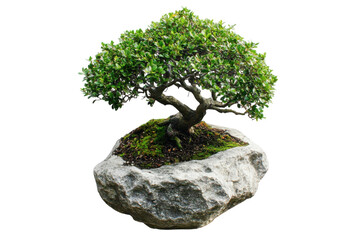 Serene Bonsai Tree Miniature Zen Garden Peaceful Green Leaves on Grey Rock Studio Shot