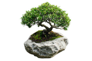 Serene Bonsai Tree Miniature Zen Garden Peaceful Green Leaves on Grey Rock Studio Shot