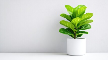 Fototapeta premium A lush green potted plant sitting on a minimalist white shelf against a plain light gray wall, indoor decoration concept, and bright and clean setting.