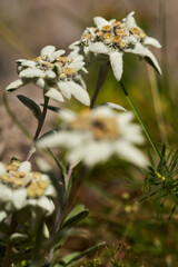 Blooming edelweiss flowers in alpine meadow........4o..