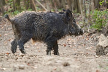Wild boar walking in forest clearing..